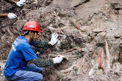 重庆现恐龙化石群是怎么回事?