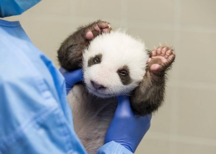 旅居德国柏林动物园6岁大熊猫“梦梦”诞下双胞胎 6周大宝宝首次睁开双眼看世界