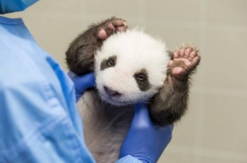 旅居德国柏林动物园6岁大熊猫“梦梦”诞下双胞胎 6周大宝宝首次睁开双眼看世界
