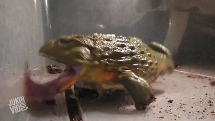 一段短片展现非洲牛蛙的惊人胃口：老鼠昆虫都不放过
