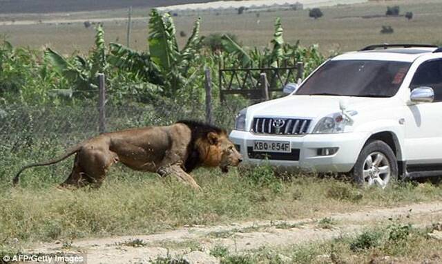 肯尼亚内罗毕国家野生动物园狮子逃出咬伤路人 遭管理员击毙