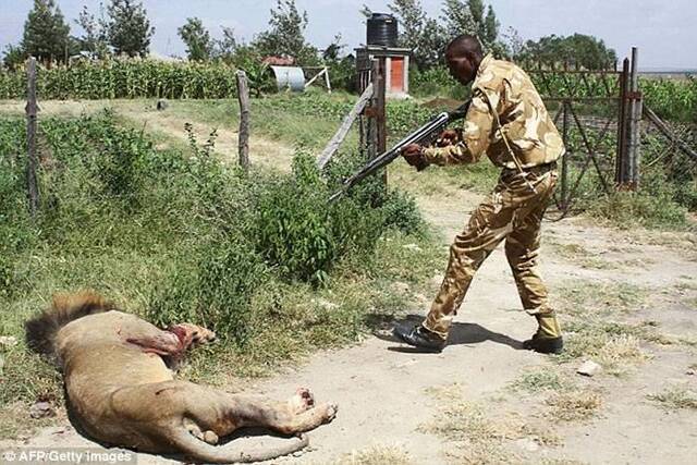 肯尼亚内罗毕国家野生动物园狮子逃出咬伤路人 遭管理员击毙