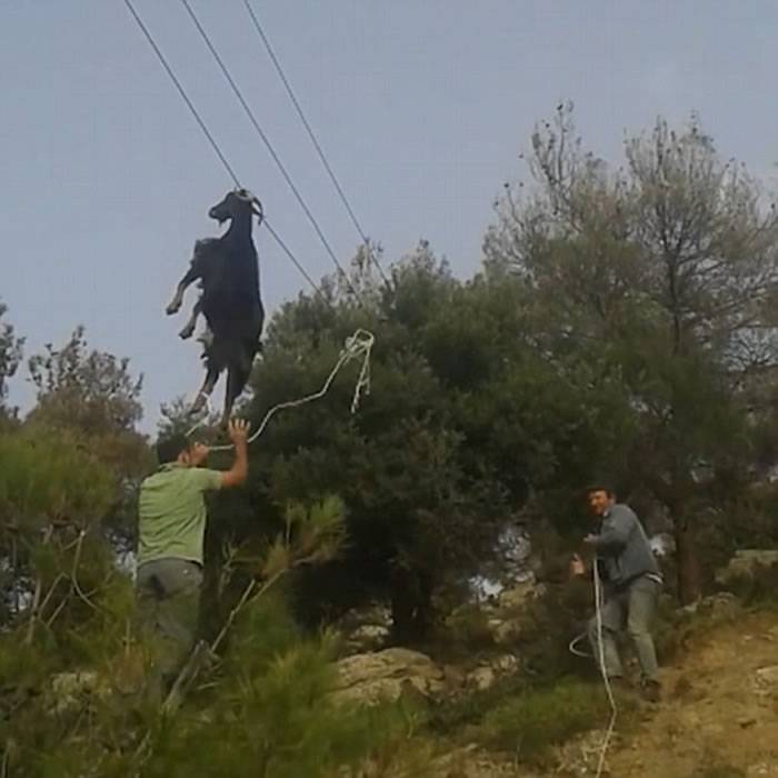 希腊山区一头山羊不知何故竟把羊角卡在6米高电线上