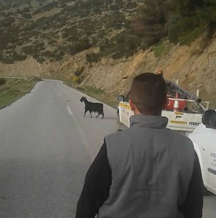 希腊山区一头山羊不知何故竟把羊角卡在6米高电线上