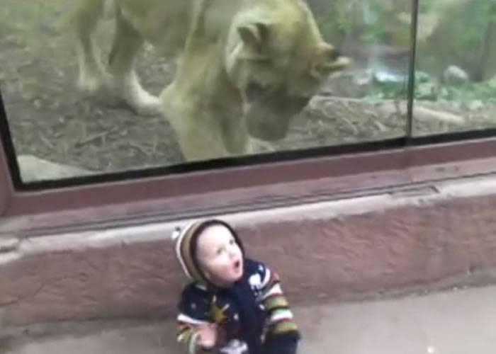 美国科罗拉多州动物园凶猛狮子隔着玻璃欲噬小男孩