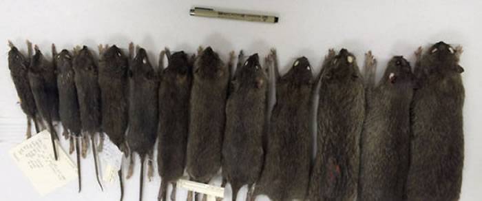 美国博士生修读老鼠研究 捉巨型老鼠制成标本