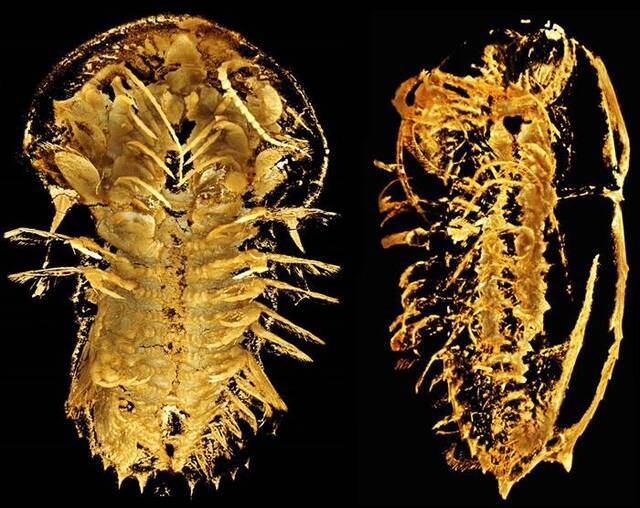 寒武纪三叶形虫刺状纳罗虫附肢精细构造及其发育学、生态学意义