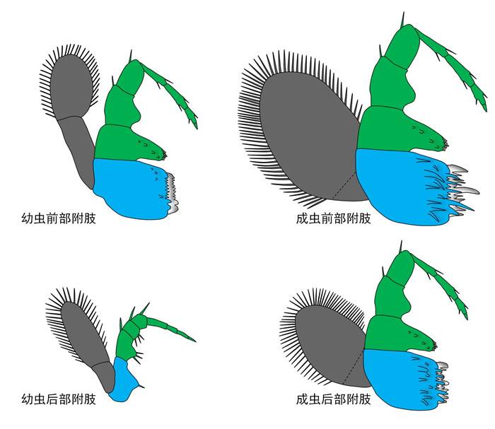 寒武纪三叶形虫刺状纳罗虫附肢精细构造及其发育学、生态学意义