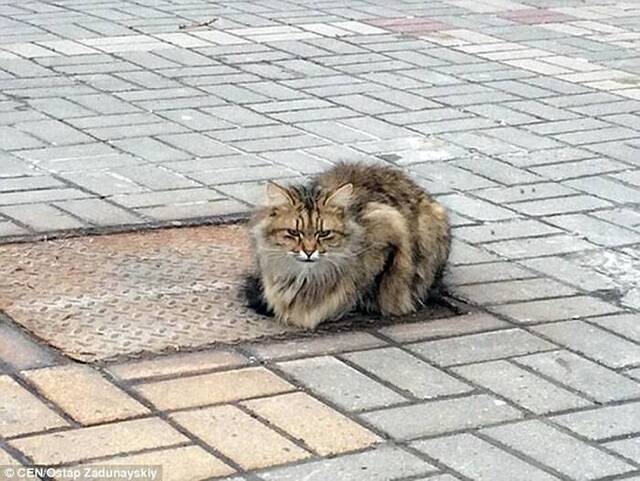 俄罗斯小猫被抛弃 原地苦等已一年
