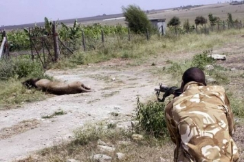 肯尼亚南非走失狮子下场各有不同