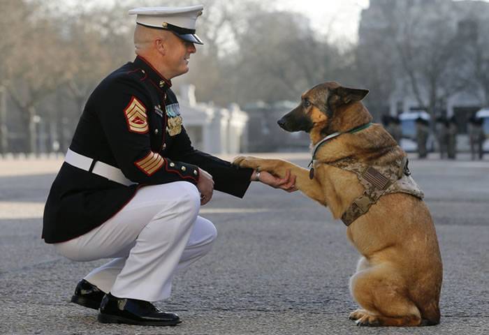 美国军犬卢卡(Lucca) 退役 保护千名士兵性命获颁发动物界最高荣誉“迪金勋章”