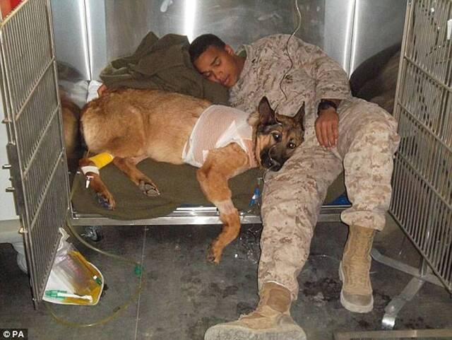 美国军犬卢卡(Lucca) 退役 保护千名士兵性命获颁发动物界最高荣誉“迪金勋章”