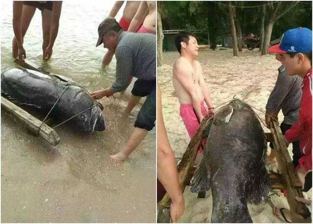 广东惠东渔民捕获一条超巨型野生龙趸鱼