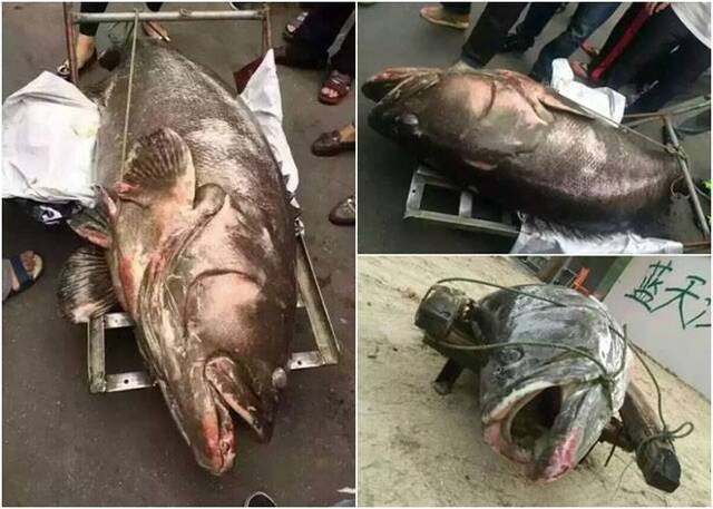 广东惠东渔民捕获一条超巨型野生龙趸鱼