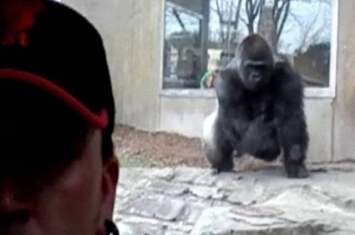 美国男子到动物园游览玩自拍 银背大猩猩突然飞身扑向玻璃