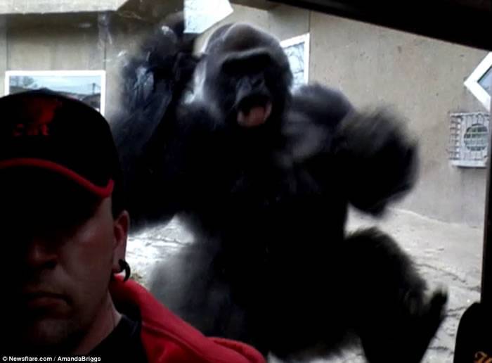 美国男子到动物园游览玩自拍 银背大猩猩突然飞身扑向玻璃
