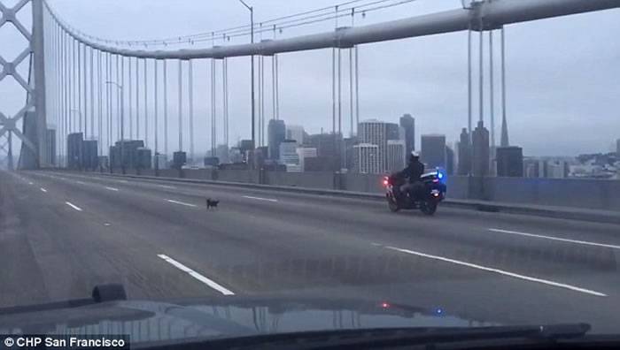 美国吉娃娃狂奔乱入海湾大桥 警察骑重机追在后面保护