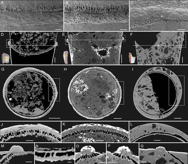 云南5.18亿年前玉案山组的新型软舌螺动物 显微CT技术复原断壳桶螺完整断壳过程