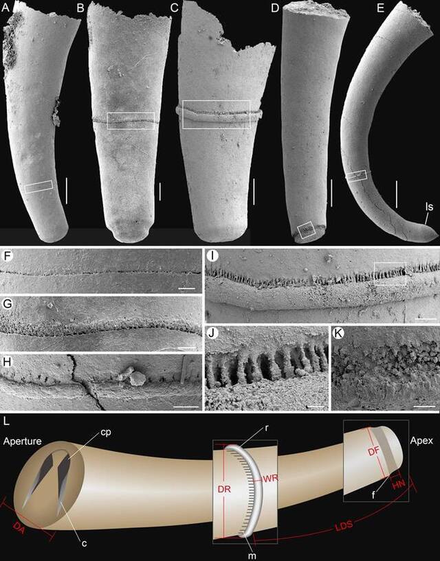 云南5.18亿年前玉案山组的新型软舌螺动物 显微CT技术复原断壳桶螺完整断壳过程