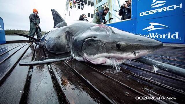 交配太激烈！加拿大海岸雄性大白鲨头被啃掉一大块
