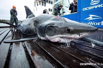 交配太激烈！加拿大海岸雄性大白鲨头被啃掉一大块