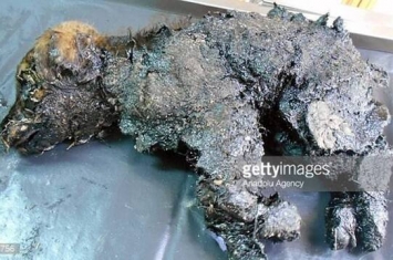 土耳其小狗掉入沥青池“石化” 消防员救出神还原