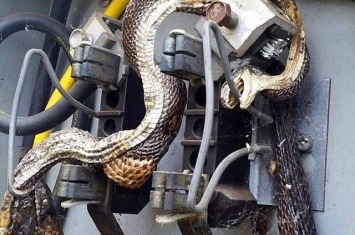 美国两条巨蛇藏匿电箱互吞噬惨遭电死
