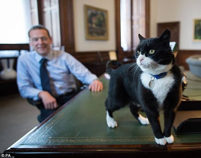 英国外交部聘请流浪猫Palmerston担任“首席捕鼠官”