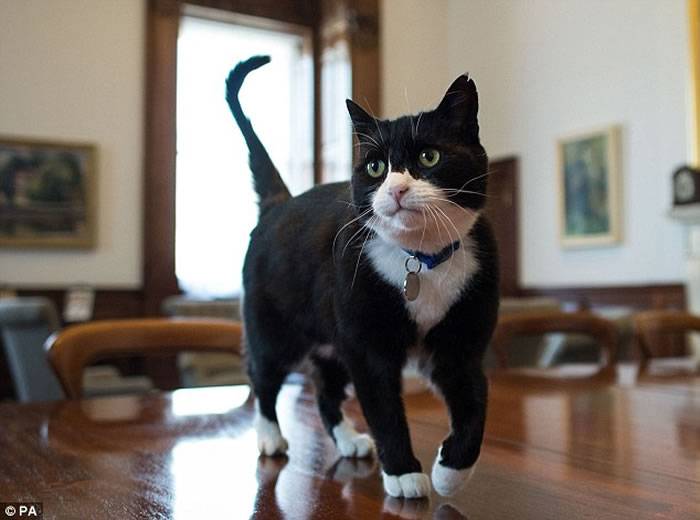 英国外交部聘请流浪猫Palmerston担任“首席捕鼠官”
