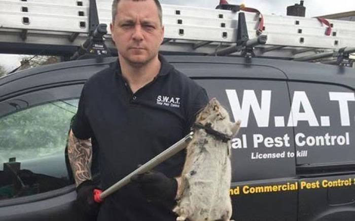 英国灭鼠公司在林肯郡再次捕获2呎长巨鼠