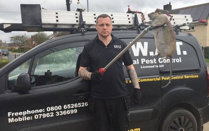 英国灭鼠公司在林肯郡再次捕获2呎长巨鼠