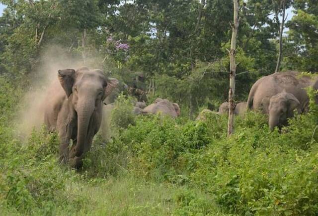 印度阿萨姆邦偏远村庄大象踩死睡梦中的一家五口