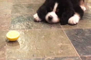 外国网民拍摄到十分搞笑的“狗狗大战柠檬”片段