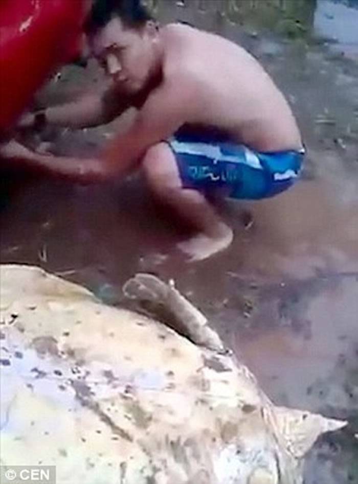 中美洲哥斯达黎加青少年开车拖行濒危绿海龟还活生生宰割