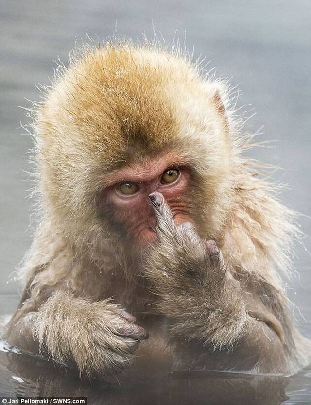 生态摄影师到日本拍猕猴泡浴 被竖中指回敬