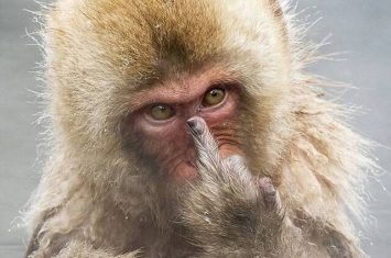 生态摄影师到日本拍猕猴泡浴 被竖中指回敬