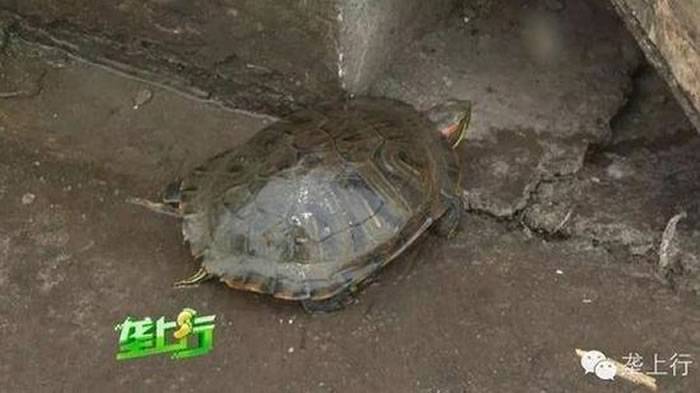家门口发现巴西龟 原来竟是2年前放生的宠物龟