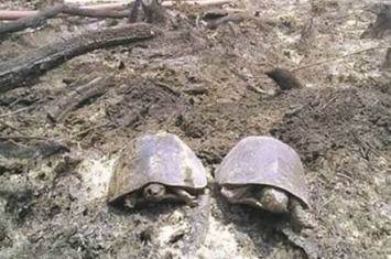 马来西亚沙巴山火来袭 数十乌龟走避不及遭烧死