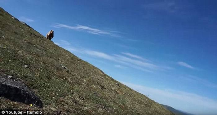 美国阿拉斯加男子郊外散步近距离遭遇棕熊 大声尖叫把它吓退