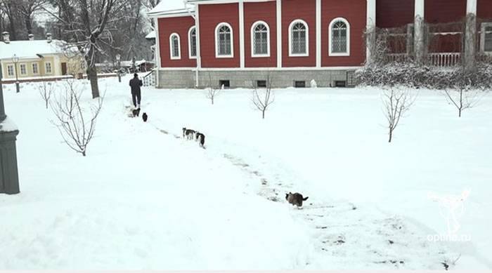 俄罗斯一群猫咪每天都会跟着进行祈福仪式的修道院神职人员
