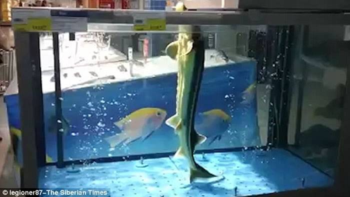 俄罗斯西伯利亚超级市场一条鲟龙鱼在鱼缸中跳舞