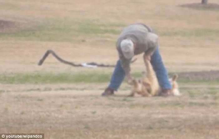 美国贪玩金毛寻回犬在公园玩耍赖皮不想走