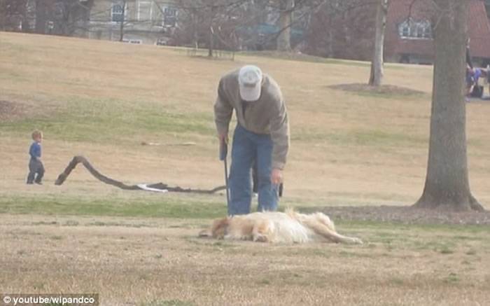 美国贪玩金毛寻回犬在公园玩耍赖皮不想走