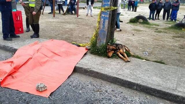 智利男子车祸丧生 忠心狗狗守在遗体旁不愿离开