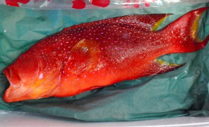日本中菜馆误买有可能引起食物中毒的侧牙鲈鱼 6顾客食用后未有中毒
