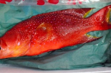日本中菜馆误买有可能引起食物中毒的侧牙鲈鱼 6顾客食用后未有中毒