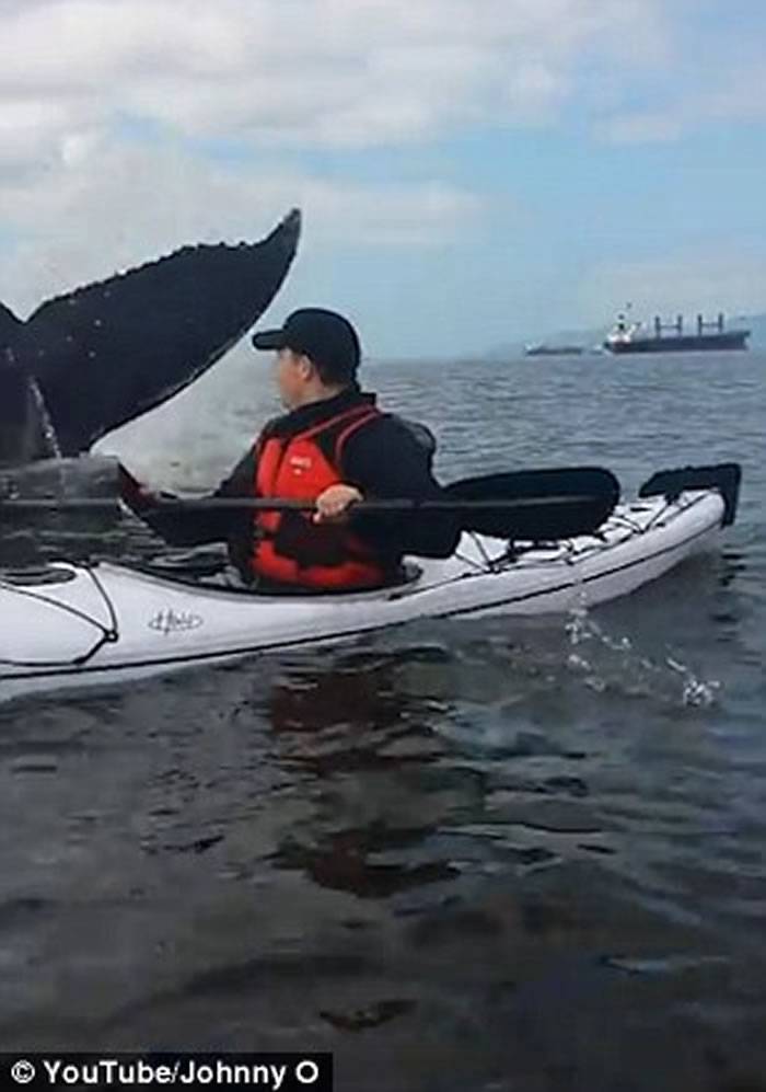 加拿大男子在温哥华海湾划独木舟 大鲸鱼在旁边翻身