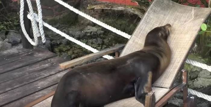 南美洲厄瓜多尔加拉伯戈斯群岛两只海狮爬到游客的沙滩椅上“亲热相拥”
