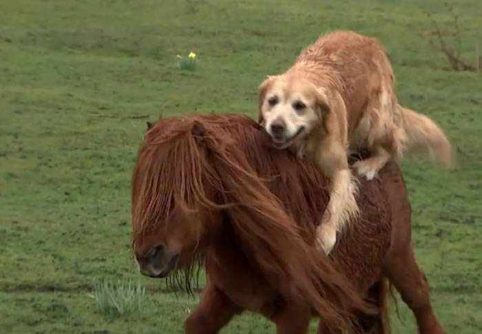 黄金猎犬和农场中的马儿成了好朋友