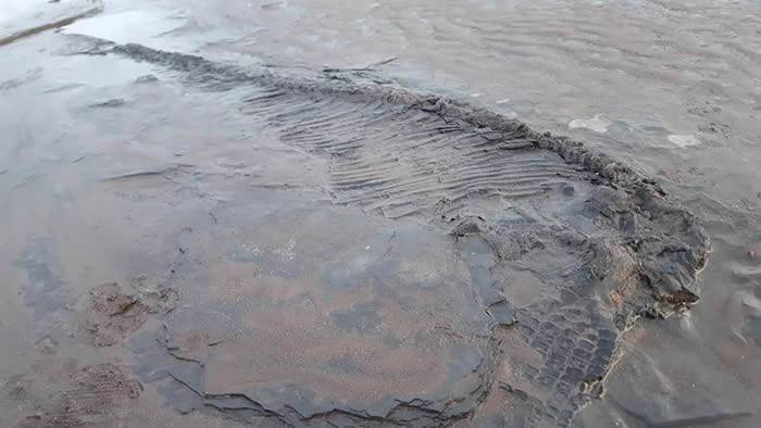 英国业余考古学家在萨默塞特郡斯托尔福德海滩遛狗时意外发现6500万年前鱼龙化石